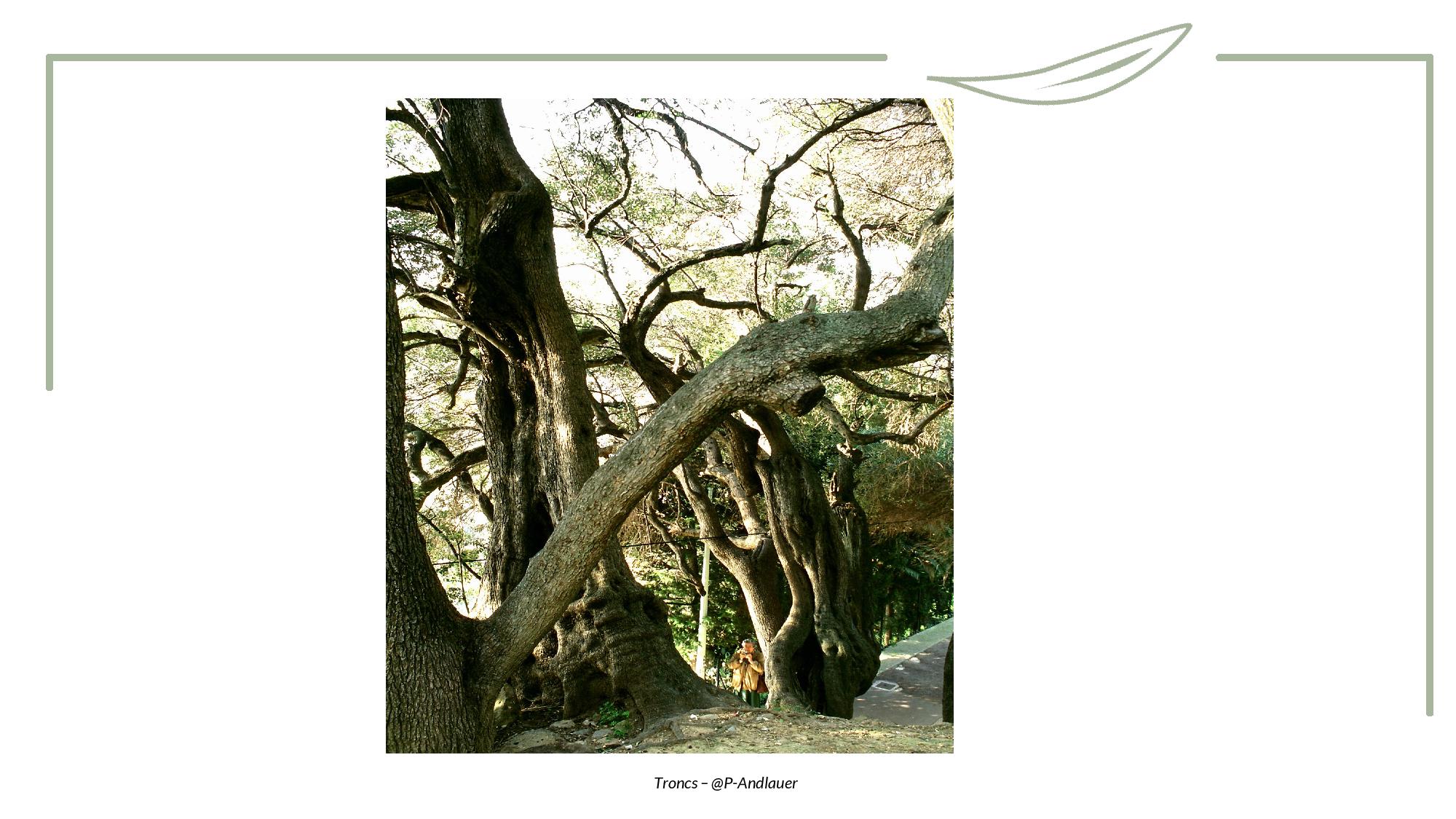 Toucher - Tronc-page-007