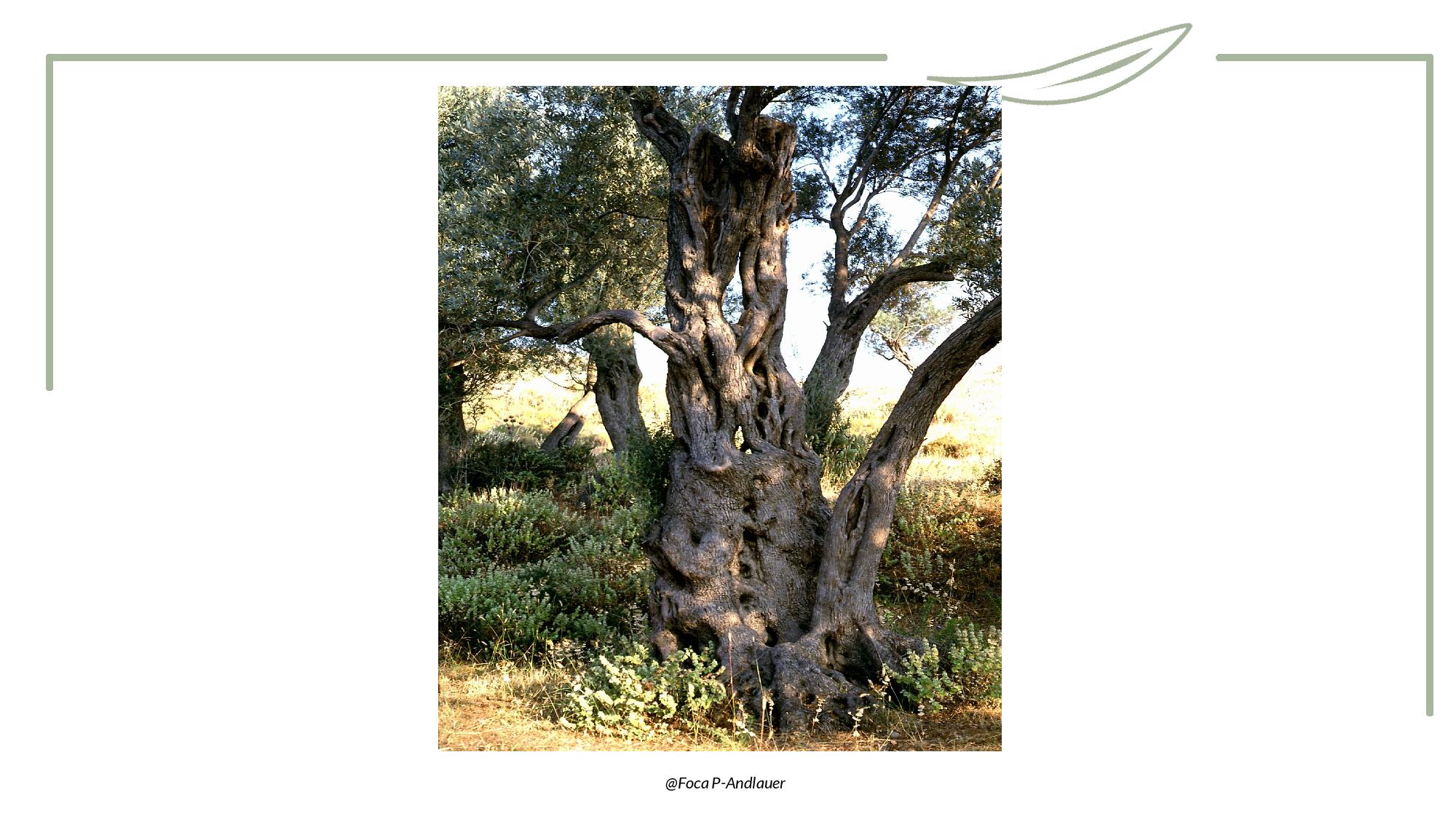 Toucher - Tronc-page-008