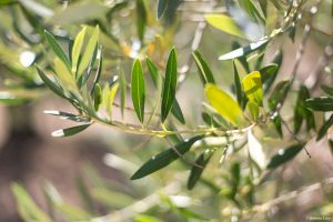 L’olivier… à travers l’espace