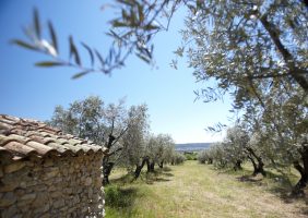L'olivier... à travers le temps