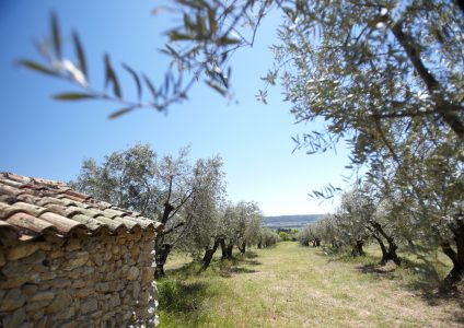 L'olivier... à travers le temps